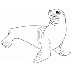 Coloring page: Seal (Animals) #16314 - Free Printable Coloring Pages
