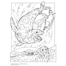 Coloring page: Seal (Animals) #16316 - Free Printable Coloring Pages
