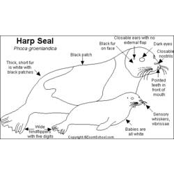 Coloring page: Seal (Animals) #16404 - Free Printable Coloring Pages