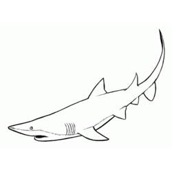 Coloring page: Shark (Animals) #14770 - Free Printable Coloring Pages