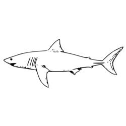 Coloring page: Shark (Animals) #14910 - Free Printable Coloring Pages