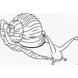 Coloring page: Snail (Animals) #6532 - Free Printable Coloring Pages