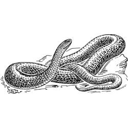Coloring page: Snake (Animals) #14378 - Free Printable Coloring Pages