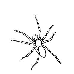 Coloring page: Spider (Animals) #576 - Free Printable Coloring Pages