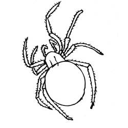 Coloring page: Spider (Animals) #577 - Free Printable Coloring Pages