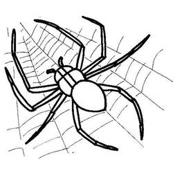 Coloring page: Spider (Animals) #584 - Free Printable Coloring Pages