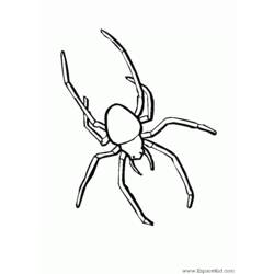 Coloring page: Spider (Animals) #587 - Free Printable Coloring Pages