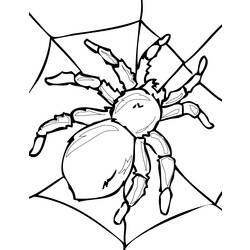 Coloring page: Spider (Animals) #595 - Free Printable Coloring Pages
