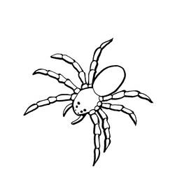 Coloring page: Spider (Animals) #621 - Free Printable Coloring Pages
