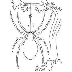Coloring page: Spider (Animals) #636 - Free Printable Coloring Pages