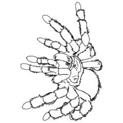 Coloring page: Spider (Animals) #659 - Free Printable Coloring Pages