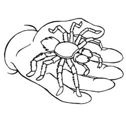 Coloring page: Spider (Animals) #664 - Free Printable Coloring Pages