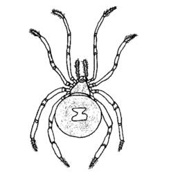 Coloring page: Spider (Animals) #666 - Free Printable Coloring Pages