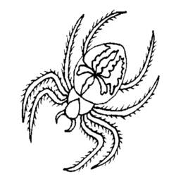 Coloring page: Spider (Animals) #674 - Free Printable Coloring Pages