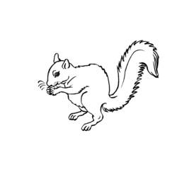 Coloring page: Squirrel (Animals) #6103 - Free Printable Coloring Pages
