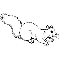 Coloring page: Squirrel (Animals) #6110 - Free Printable Coloring Pages