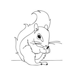 Coloring page: Squirrel (Animals) #6142 - Free Printable Coloring Pages