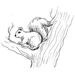 Coloring page: Squirrel (Animals) #6154 - Free Printable Coloring Pages