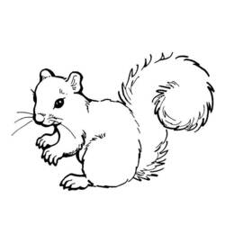 Coloring page: Squirrel (Animals) #6182 - Free Printable Coloring Pages