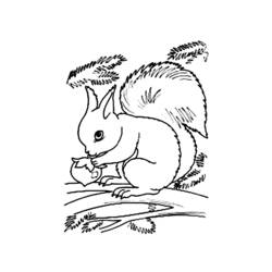 Coloring page: Squirrel (Animals) #6187 - Free Printable Coloring Pages