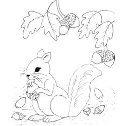 Coloring page: Squirrel (Animals) #6232 - Free Printable Coloring Pages