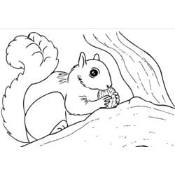 Coloring page: Squirrel (Animals) #6238 - Free Printable Coloring Pages