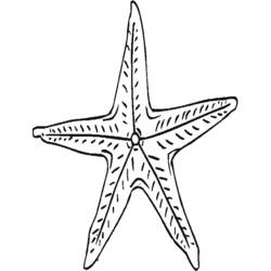 Coloring page: Starfish (Animals) #6763 - Free Printable Coloring Pages