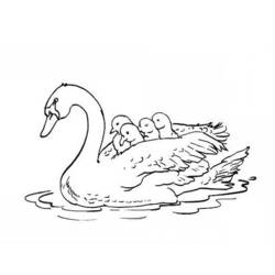 Coloring page: Swan (Animals) #5012 - Free Printable Coloring Pages