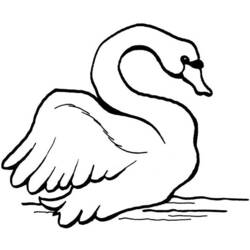 Coloring page: Swan (Animals) #5033 - Free Printable Coloring Pages
