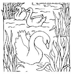 Coloring page: Swan (Animals) #5037 - Free Printable Coloring Pages