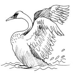 Coloring page: Swan (Animals) #5083 - Free Printable Coloring Pages