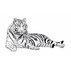 Coloring page: Tiger (Animals) #13607 - Free Printable Coloring Pages