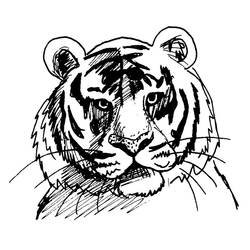 Coloring page: Tiger (Animals) #13610 - Free Printable Coloring Pages