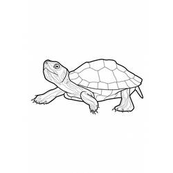 Coloring page: Tortoise (Animals) #13420 - Free Printable Coloring Pages
