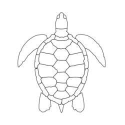 Coloring page: Tortoise (Animals) #13467 - Free Printable Coloring Pages