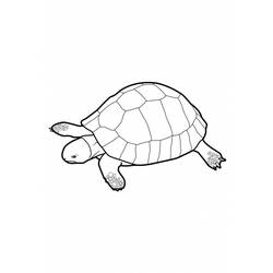 Coloring page: Tortoise (Animals) #13538 - Free Printable Coloring Pages