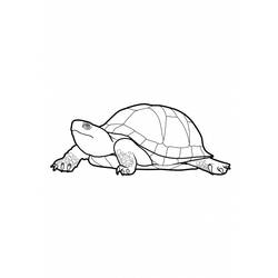 Coloring page: Tortoise (Animals) #13545 - Free Printable Coloring Pages