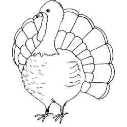 Coloring page: Turkey (Animals) #5319 - Free Printable Coloring Pages