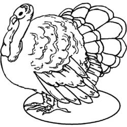 Coloring page: Turkey (Animals) #5321 - Free Printable Coloring Pages