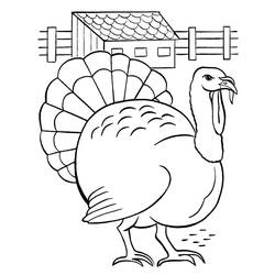 Coloring page: Turkey (Animals) #5418 - Free Printable Coloring Pages
