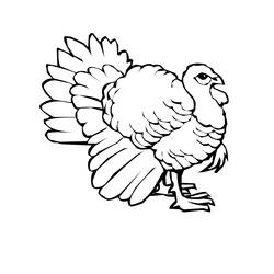 Coloring page: Turkey (Animals) #5433 - Free Printable Coloring Pages