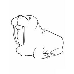 Coloring page: Walrus (Animals) #16481 - Free Printable Coloring Pages
