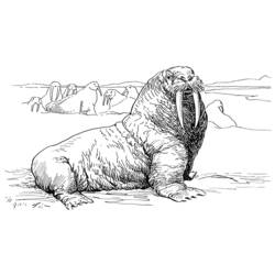 Coloring page: Walrus (Animals) #16525 - Free Printable Coloring Pages