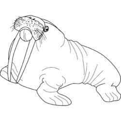 Coloring page: Walrus (Animals) #16535 - Free Printable Coloring Pages