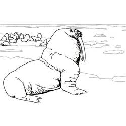 Coloring page: Walrus (Animals) #16569 - Free Printable Coloring Pages
