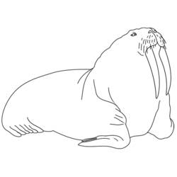 Coloring page: Walrus (Animals) #16575 - Free Printable Coloring Pages