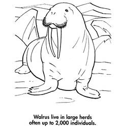 Coloring page: Walrus (Animals) #16632 - Free Printable Coloring Pages