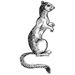 Coloring page: Weasel (Animals) #971 - Free Printable Coloring Pages