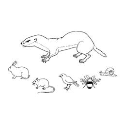 Coloring page: Weasel (Animals) #976 - Free Printable Coloring Pages