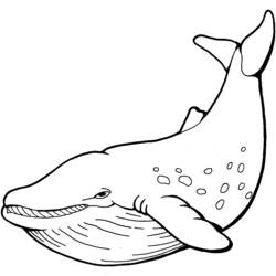 Coloring page: Whale (Animals) #866 - Free Printable Coloring Pages